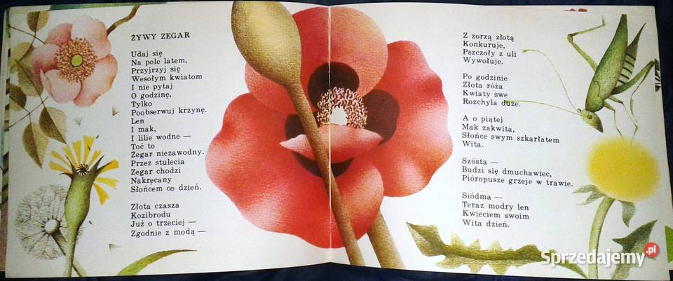 Lato Walancin Łuksza Chełm