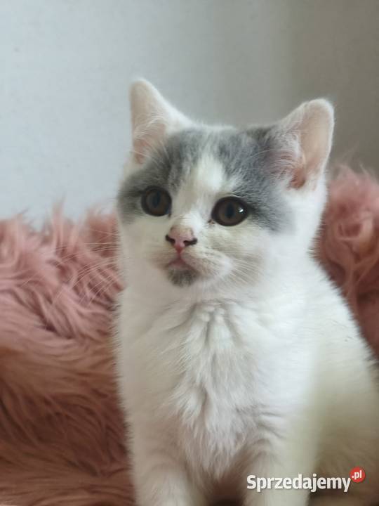 Brytyjski krótkowłosy Brytyjski małopolskie Tarnów