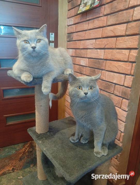 Kotka brytyjska niebieska Brytyjski