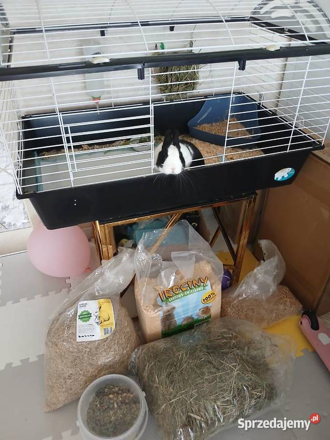 Sprzedam Królika zachodniopomorskie Szczecin