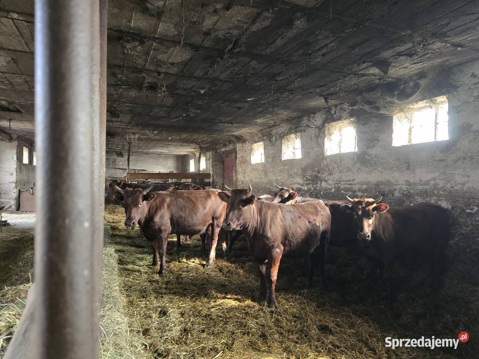 Jałówki polska czerwona Świdry Podleśne sprzedam