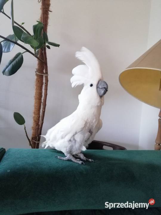 Kakadu Alba Pamiątkowo