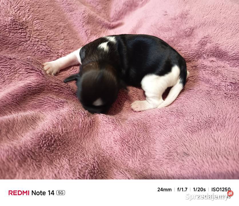 Suczka Shihtzu Gorlice