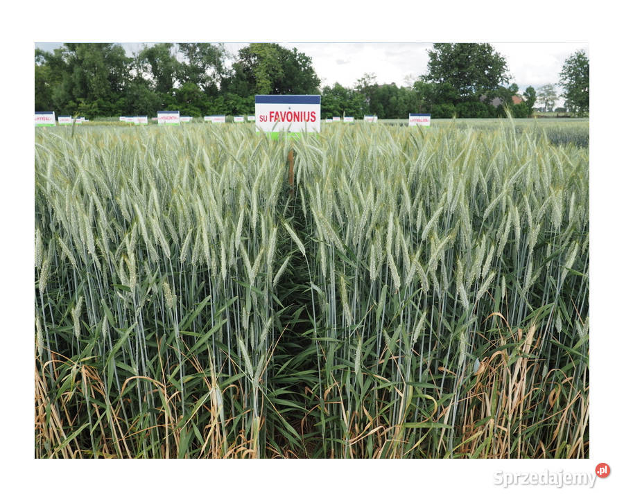 Pszenżyto ozime SU Favonius zaprawa Vibrance Nidzica sprzedam