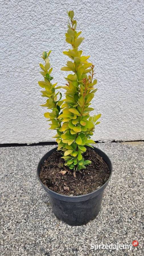 Berberys Thunberga Erecta Pogorzela