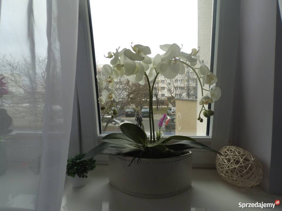 Storczyk storczyki sztuczne kwiaty TOTALNA pomorskie Gdańsk