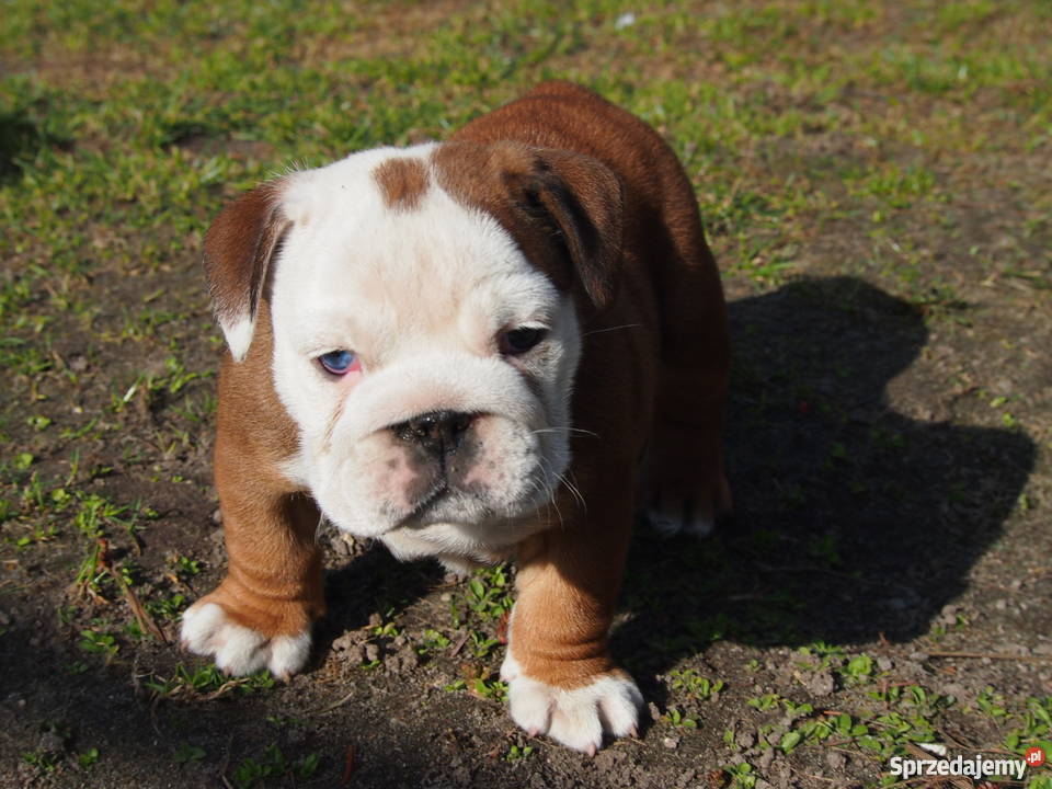 Buldog Angielski suczka Skierniewice sprzedam