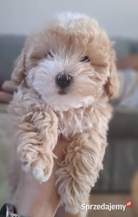 Maltipoo 10tyggotowe do nowego domuinteligencja łódzkie Łowicz