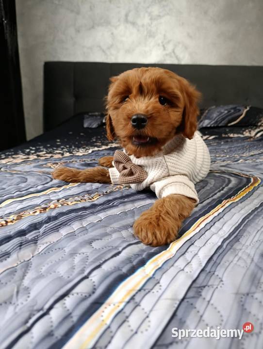 Cavapoo Suczka świętokrzyskie Szczaworyż sprzedam