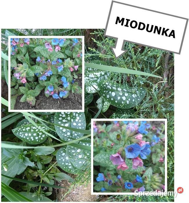 ROZCHODNIK okazały wieloletni inne roślinyWysył