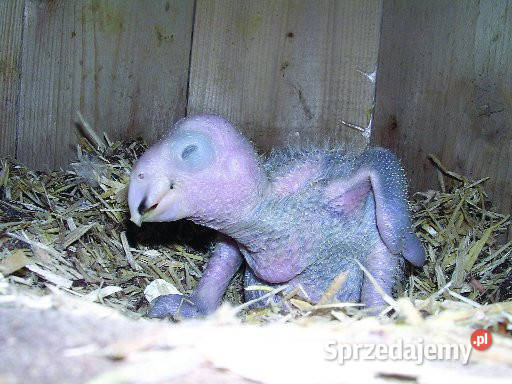 sprzedam amazonki do ręcznego karmienia Dąbrowa Górnicza