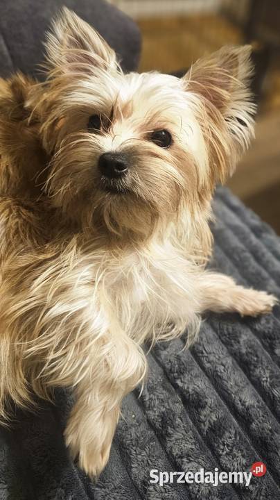 Yoreczka mała blondyneczka York śląskie Częstochowa