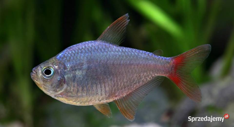 Bystrzyk kolumbijski Hyphessobrycon columbianus Gdańsk