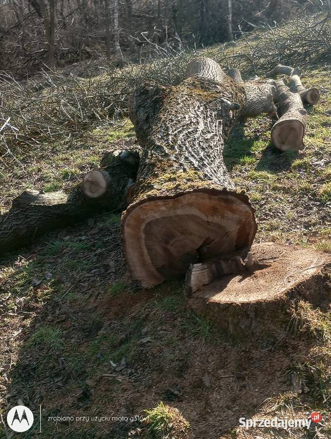 orzech włoski Szufnarowa sprzedam