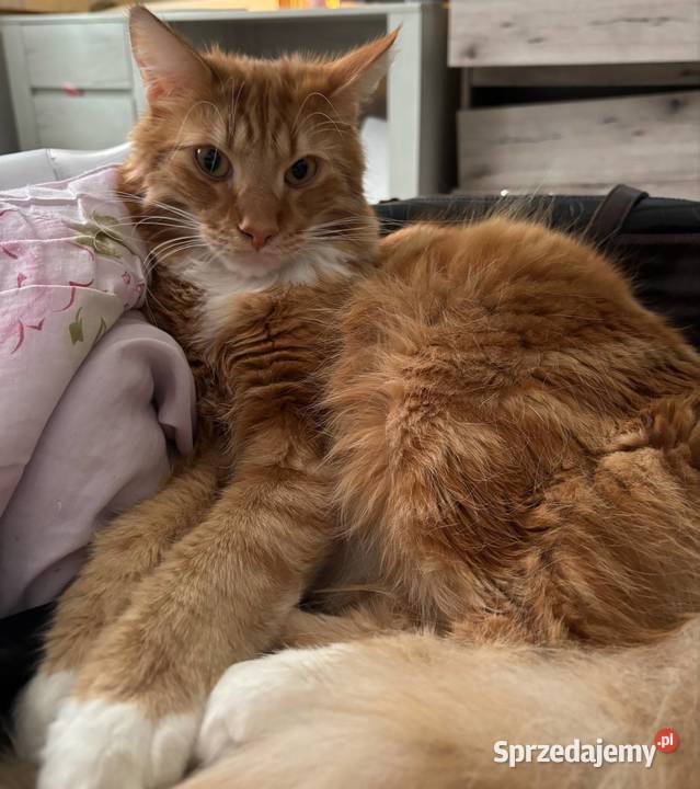 Kot Norweski leśny Łomża sprzedam