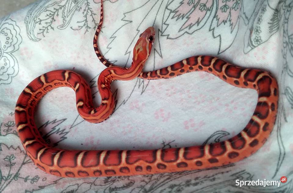 Samica SCALELESS Red Factor het Hypo Diffused Gady i płazy Warszawa