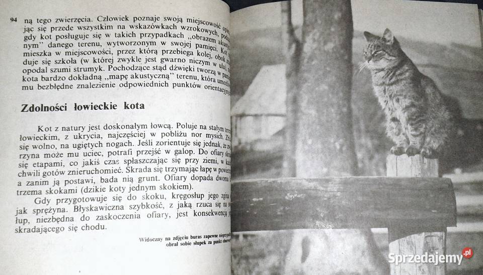 Koty Aleksandra KonarskaSzubska miękka Chełm sprzedam