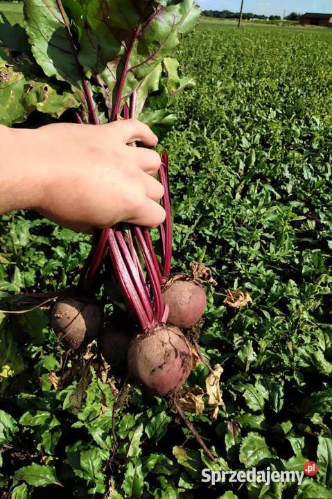 Buraczki Łaźniewek