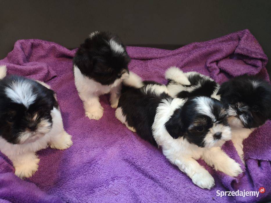 SHIH TZU SUCZKA Szczeniaczek Biało czarna Shih Tzu Szczecinek sprzedam