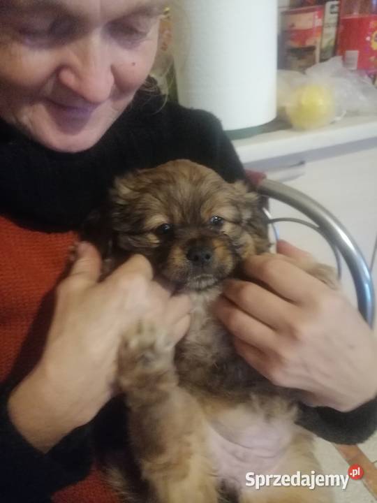 Sprzedam pekińczyki mieszane z shitzu Skalbmierz