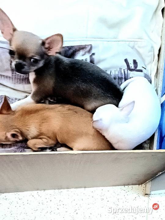 Chihuahua Maleńka Blue Dziewczynka z Rodowodem Zgierz