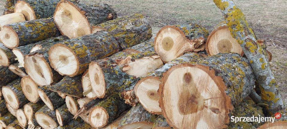 Drewno liściaste osika 200 Olsztyna