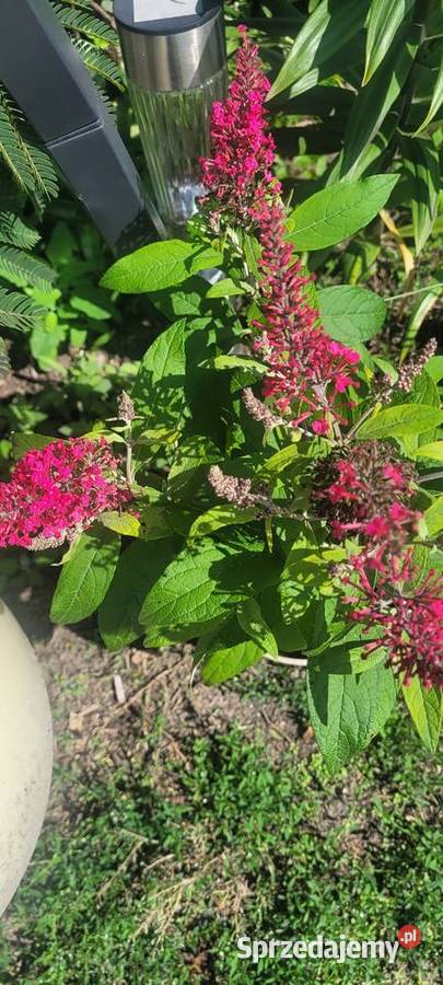 Budleja żółta i czerwona sadzonki Ostrów Wielkopolski
