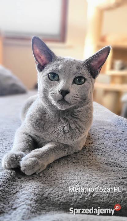 Kocięta rosyjskie niebieskie Legionowo