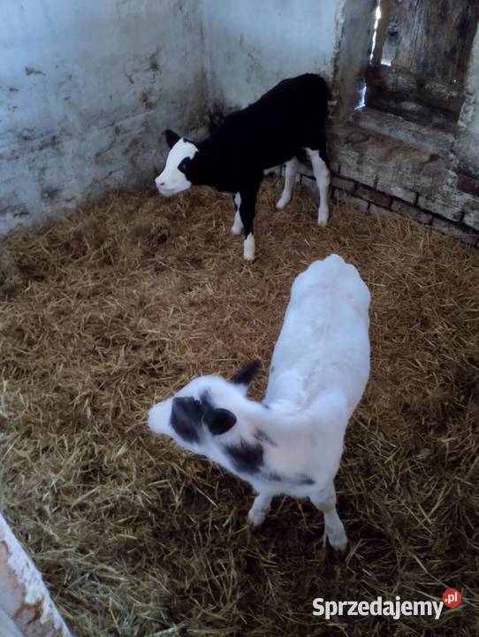 Sprzedam cielaki