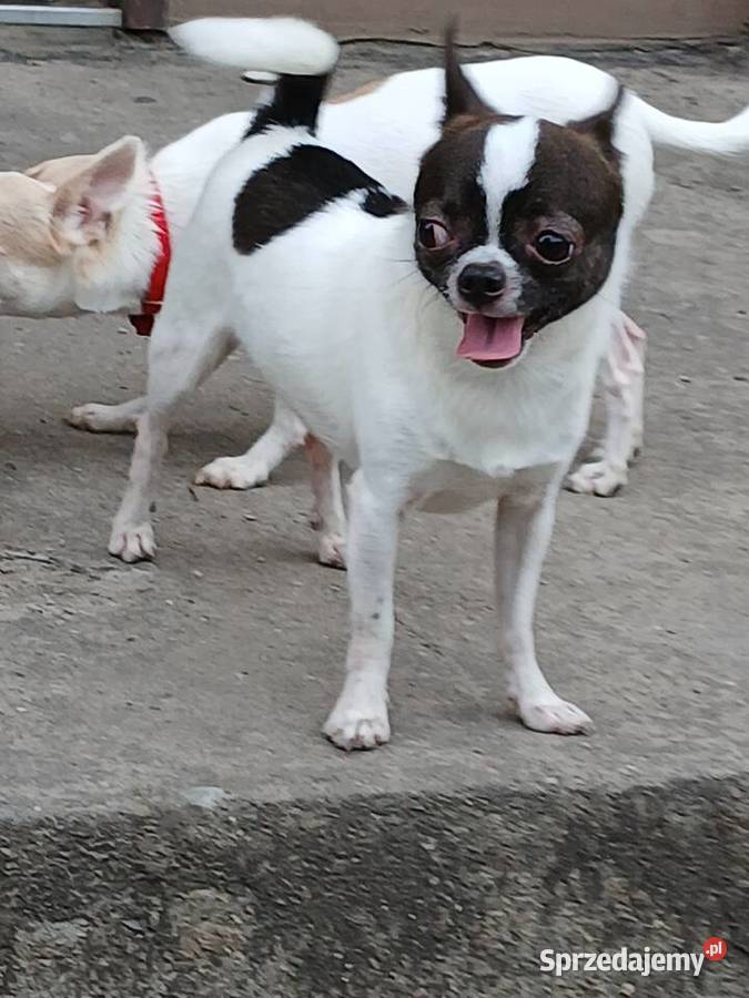 Sprzedam chihuhua