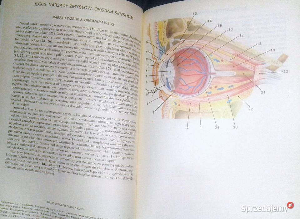 Mały atlas anatomiczny Witold Sylwanowicz lubelskie Chełm