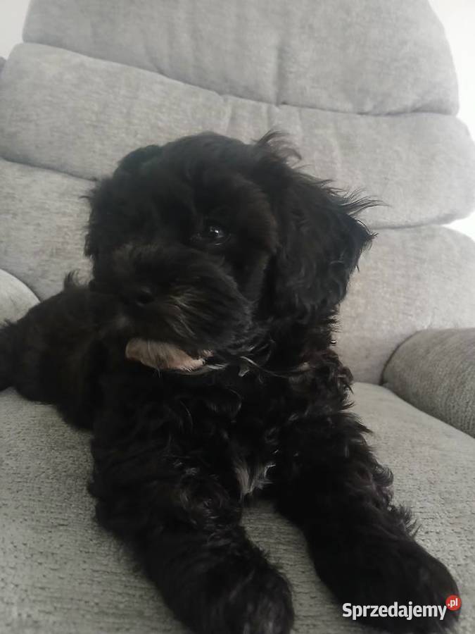 Shihpoo samiec Shihtzu tricolor pudel miniatura podkarpackie