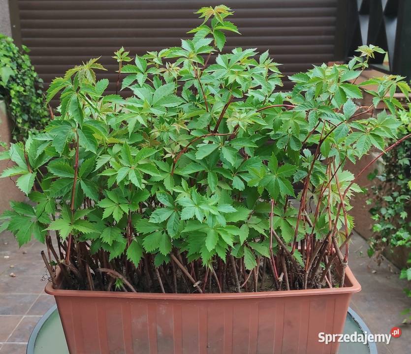 Winobluszcz pięciolistkowy 100 sztuk Jasieniec sprzedam