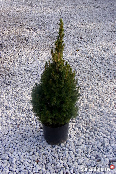 Choinki Świąteczne Rzeszów