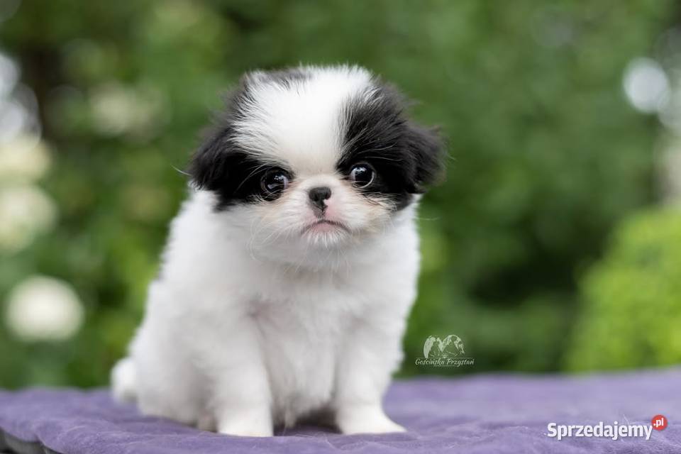 Chin Japoński szczeniak Japan Chin Japanese Chin zachodniopomorskie Gościno