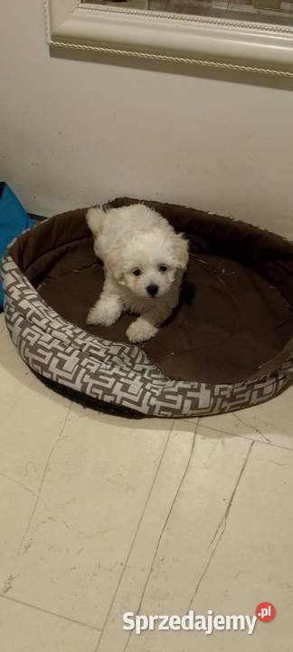 Maltańczyk szczeniak z rodowodem Kołobrzeg