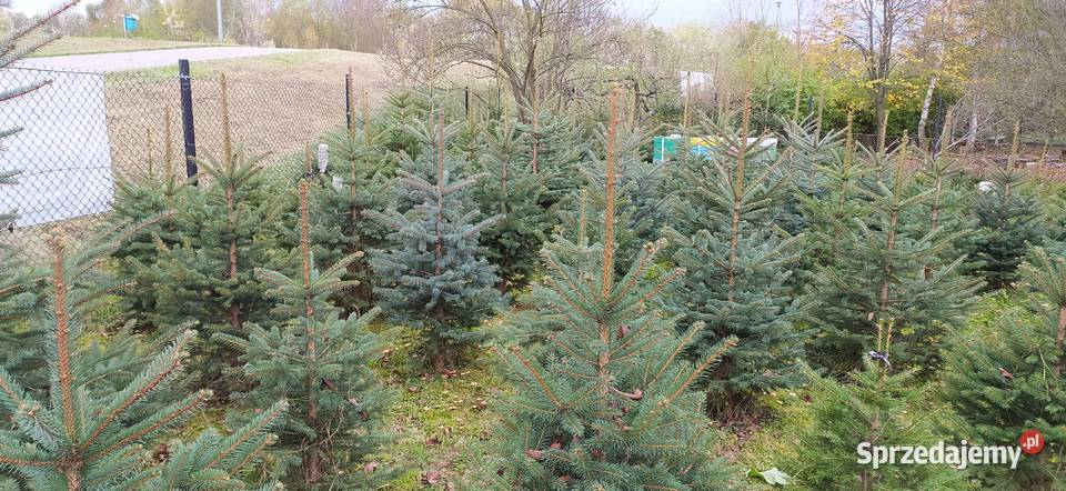 Choinki Plantacja Mielec Pozostałe podkarpackie sprzedam