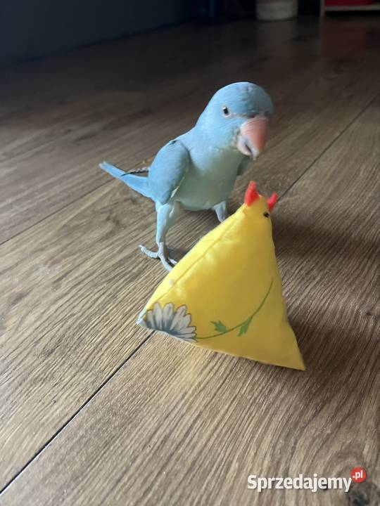 Papuga Aleksandreta obrożna ręcznie karmiona Katowice