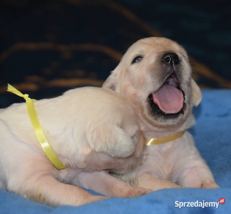 Golden retriever szczenięta zkwp fci Łochów