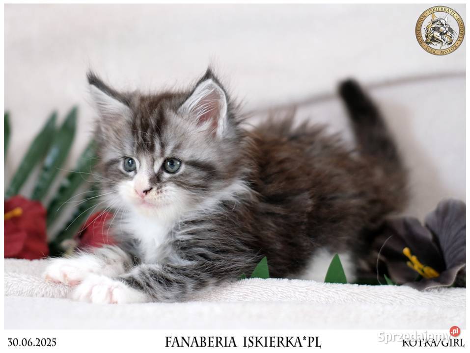 Srebrzysta kotka o pięknym kontraście maine coon Warszawa