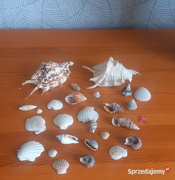 Muszle muszelki kolekcja 26 sztuk mazowieckie