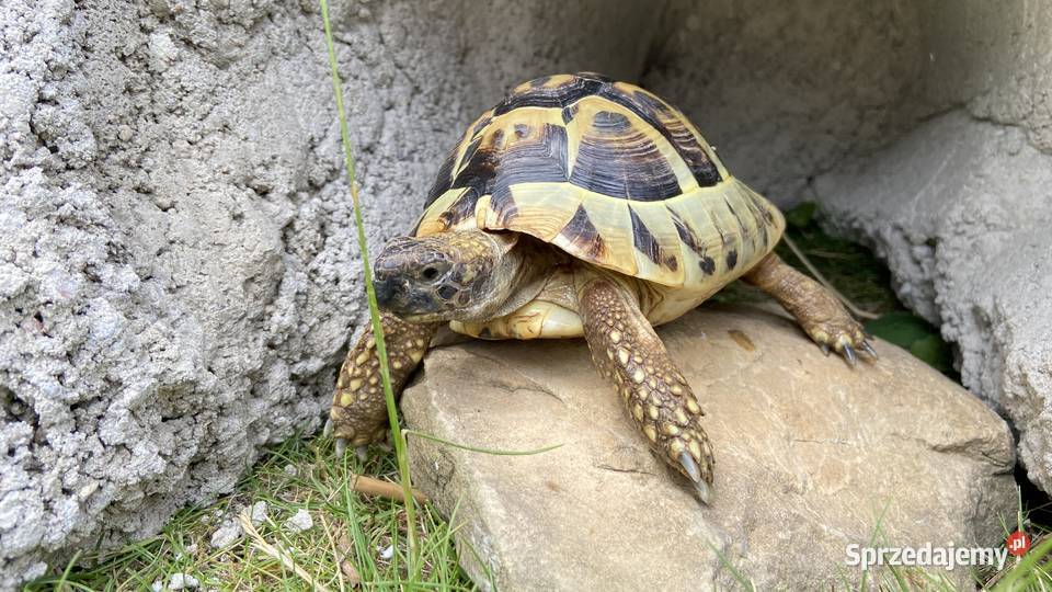 Żółw stepowy grecki 6 lat Kalisz