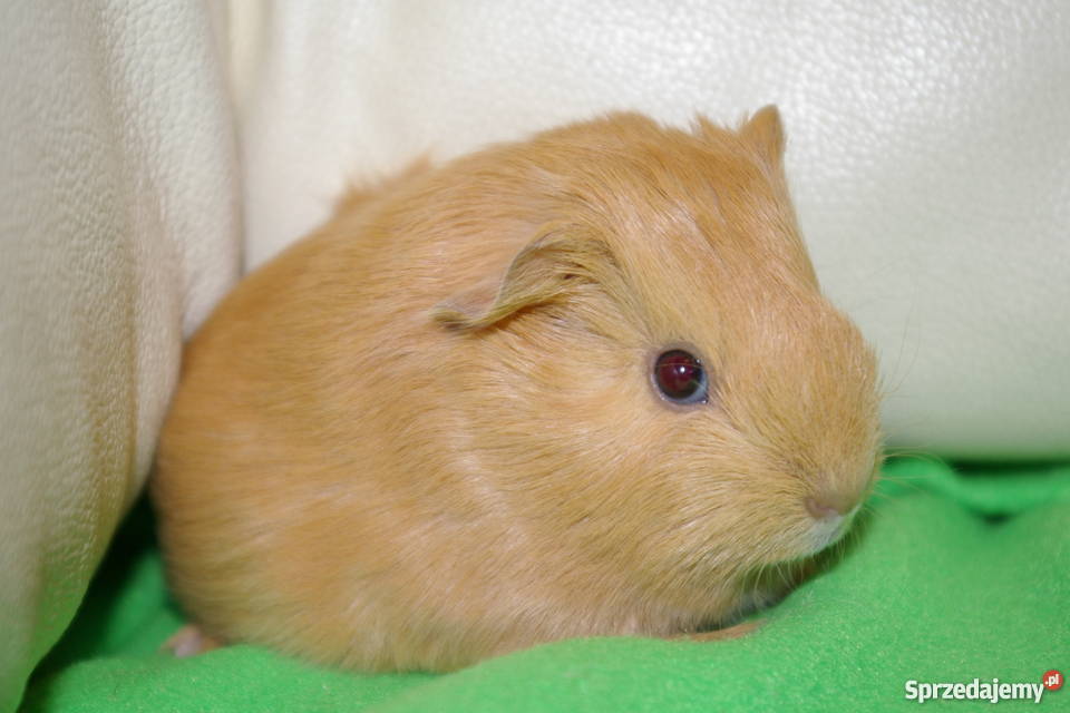 Świnka morska sheltie podkarpackie