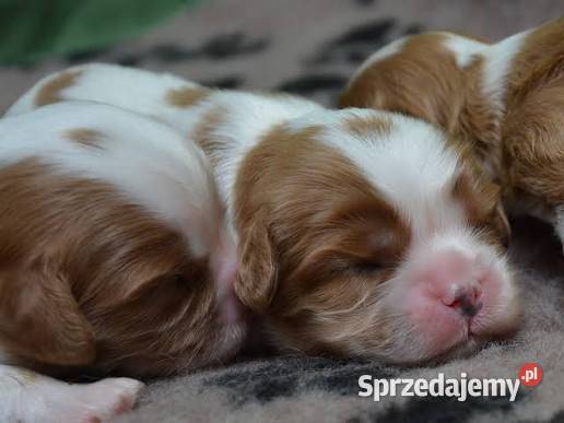 Cavalier King charles spaniel suczka Warszawa