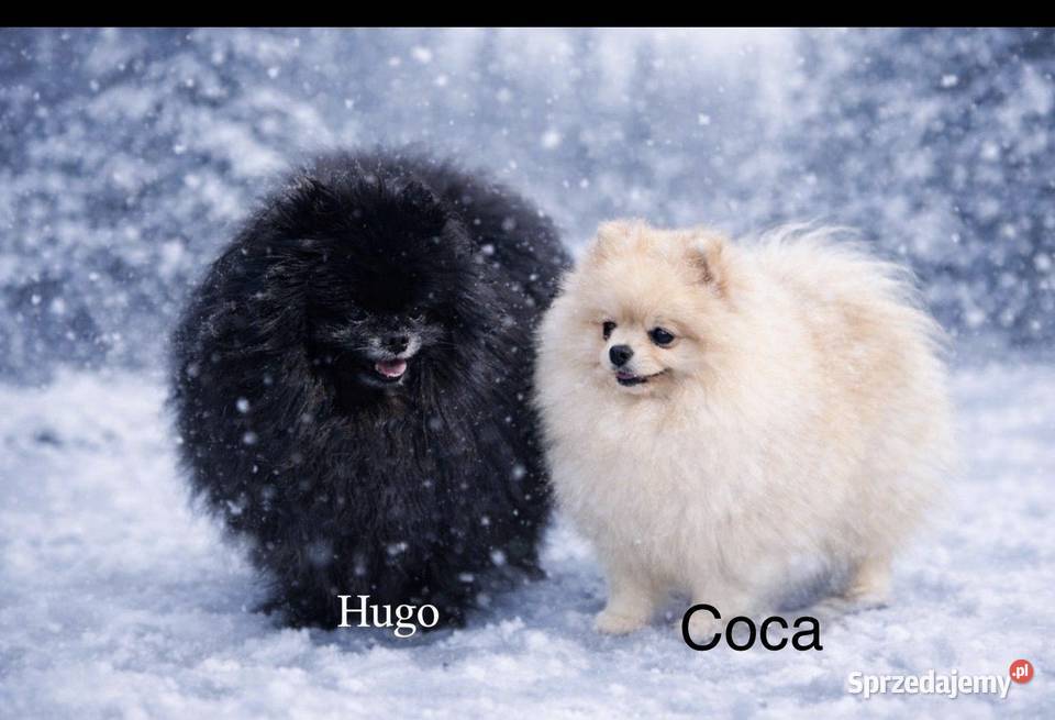 Szpic miniaturowy Pomeranian Gorzów Wielkopolski