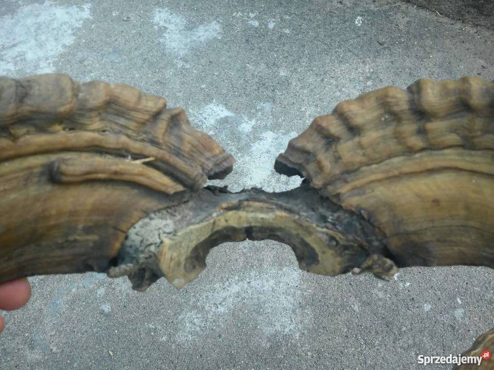 Poroże ślimy muflona