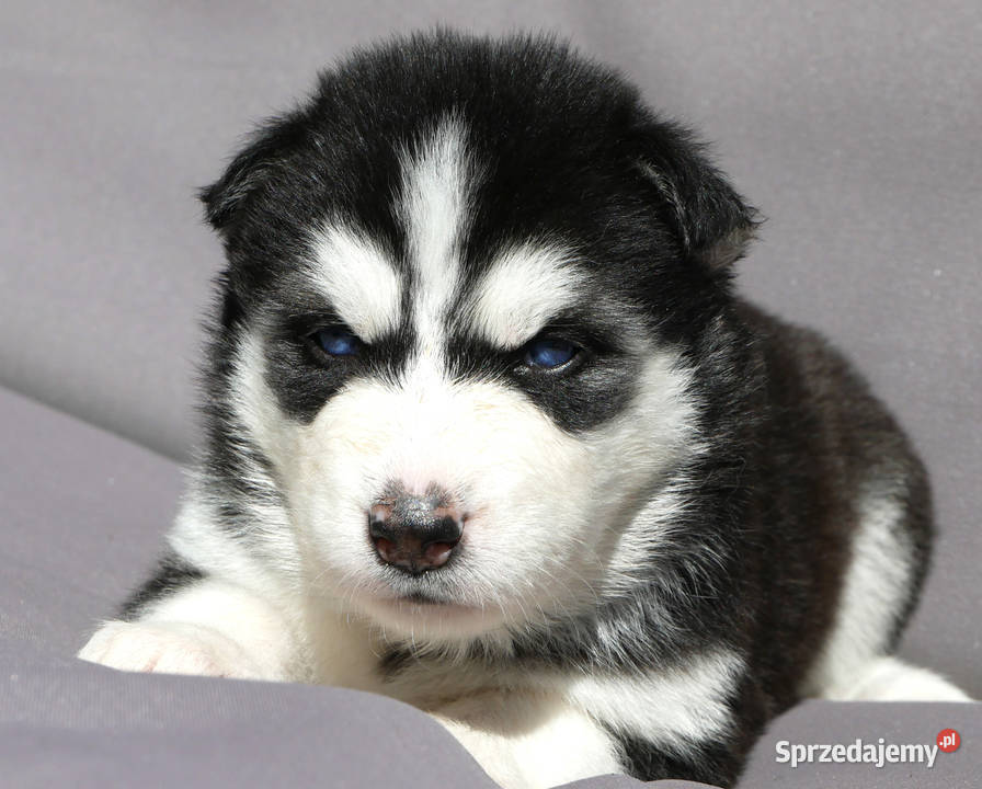 Szczeniak Syberian Husky przeurocza niebieskooka Zawiercie sprzedam