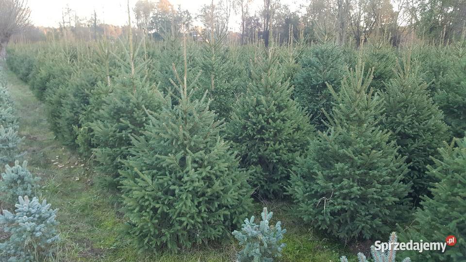Choinki prosto z prydomowej plantacji Garwolin sprzedam