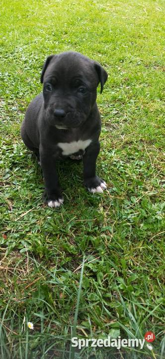 Piesek Pitbull Częstochowa