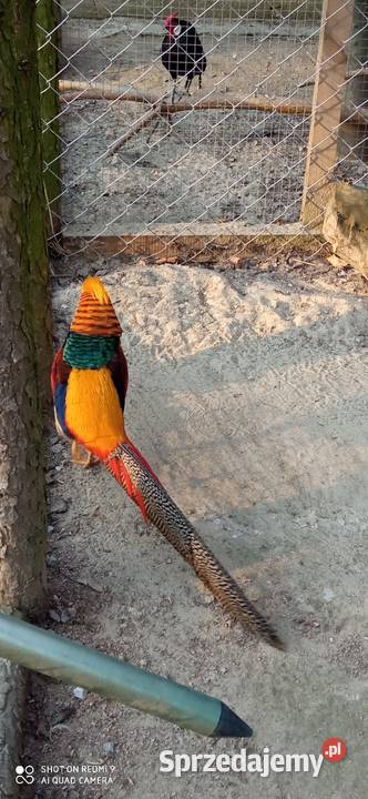 Do sprzedania bażant złocisty Krasnystaw